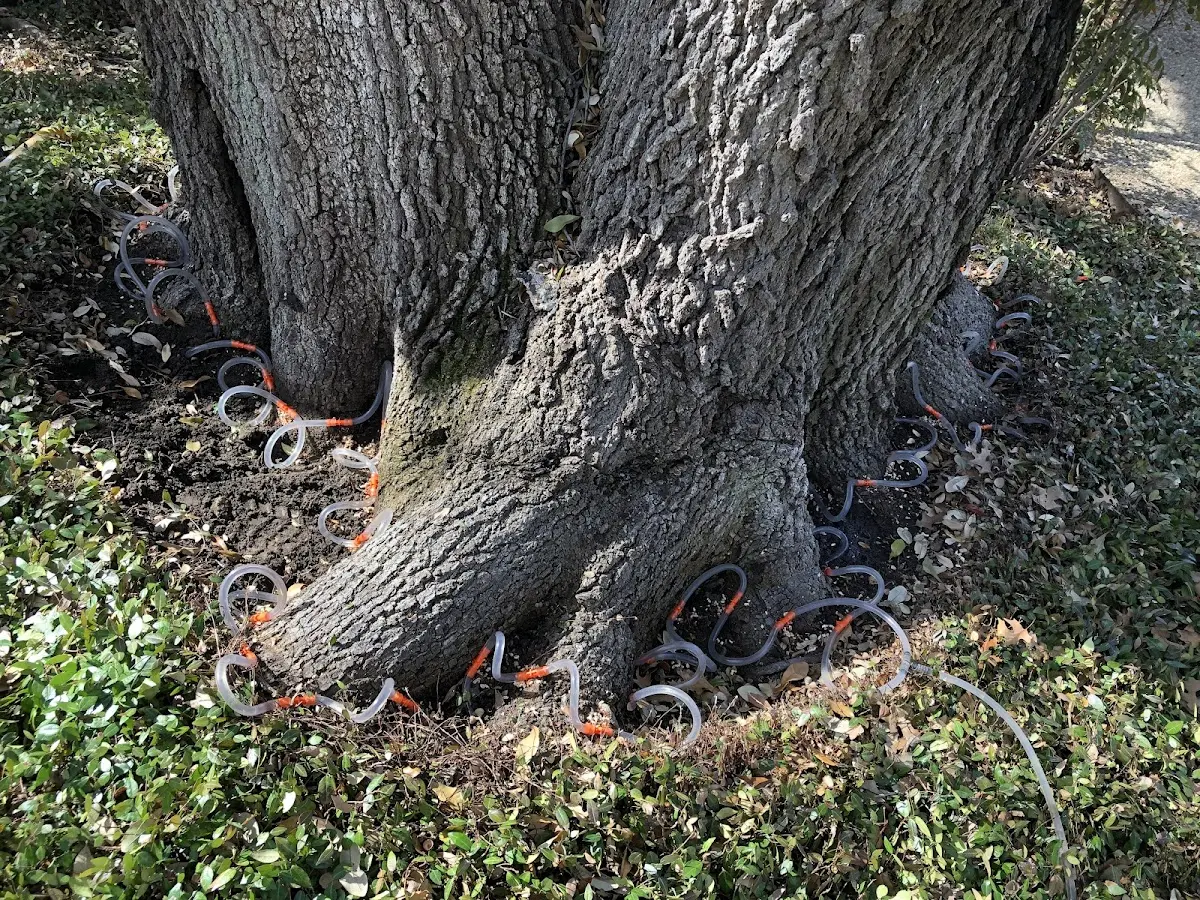 Detailed Tree Cabling and Bracing job site in Buck Creek