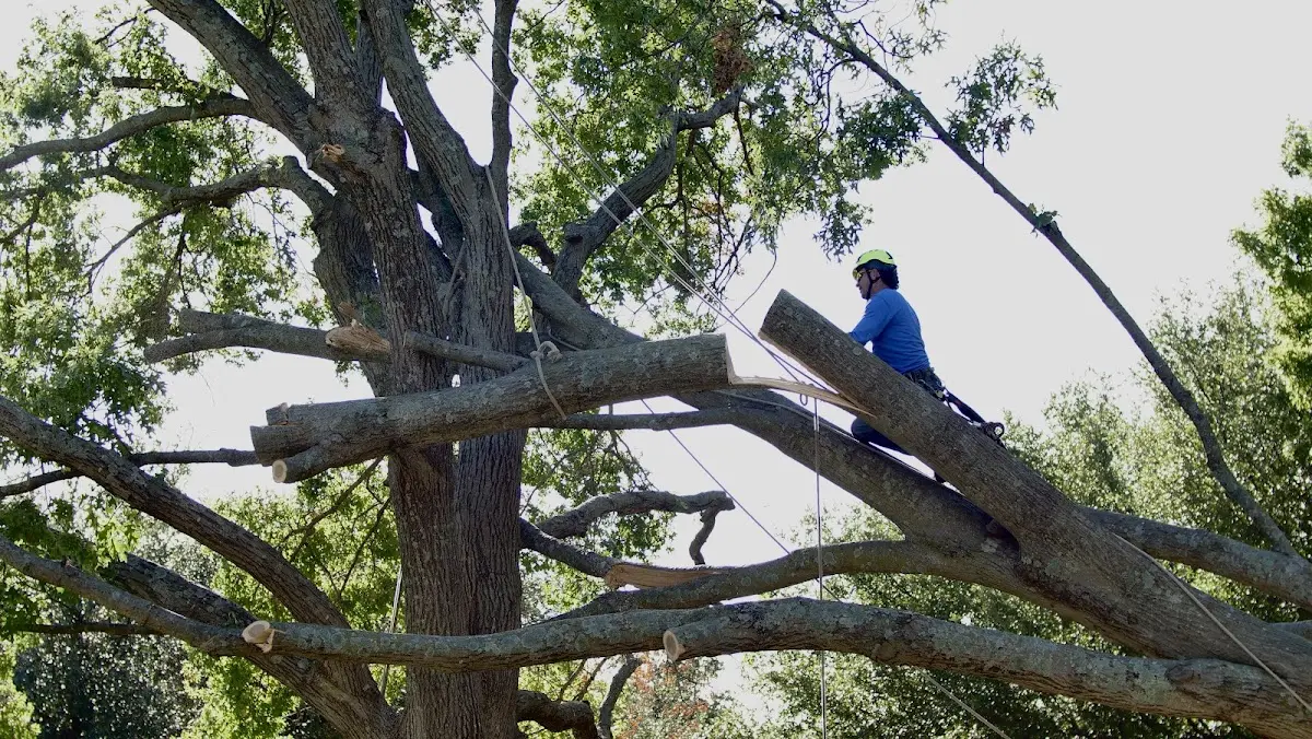 Professional Hazardous Tree Removal performed by certified arborists in Buck Creek