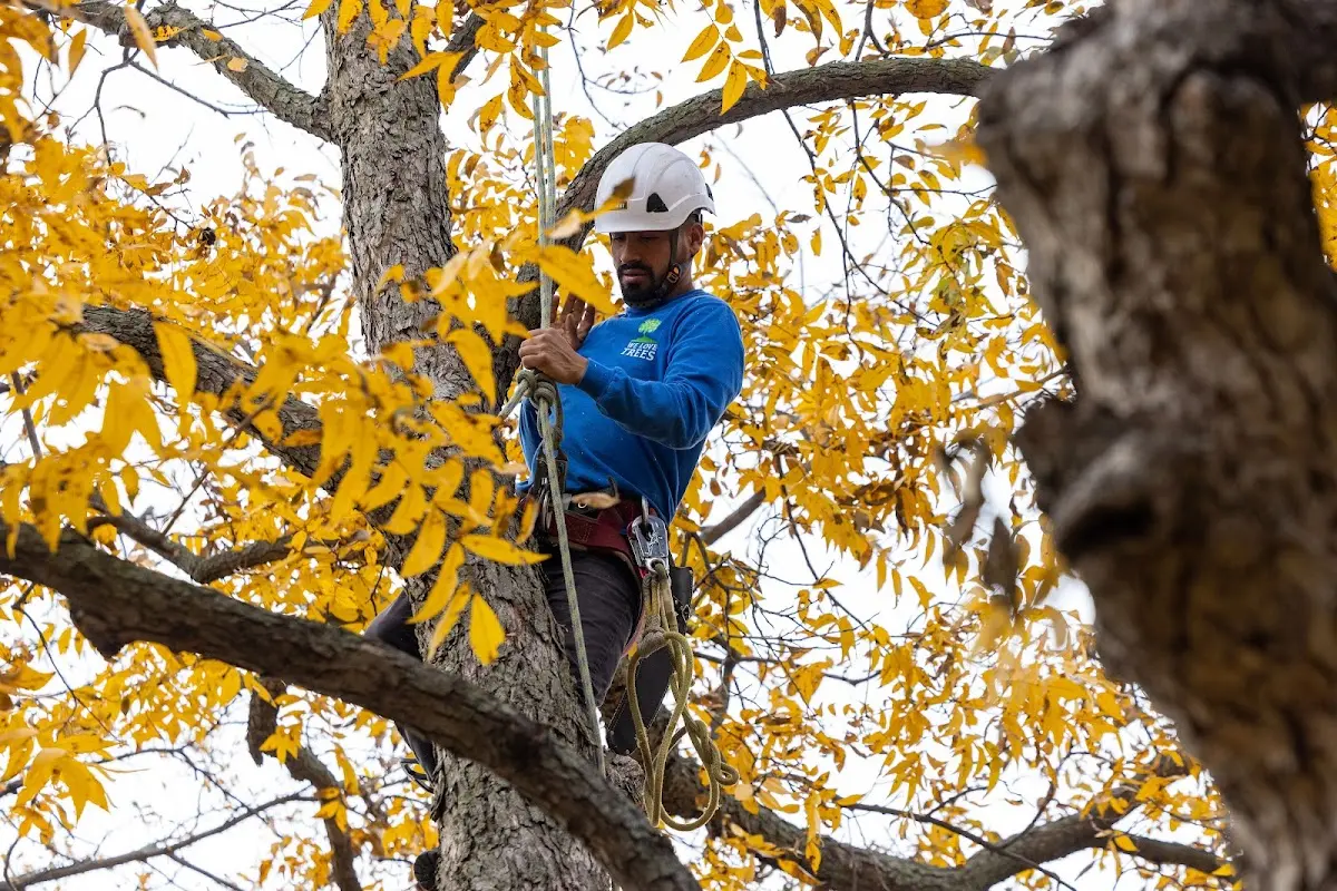 Skilled Tree Pruning crew working in Buck Creek