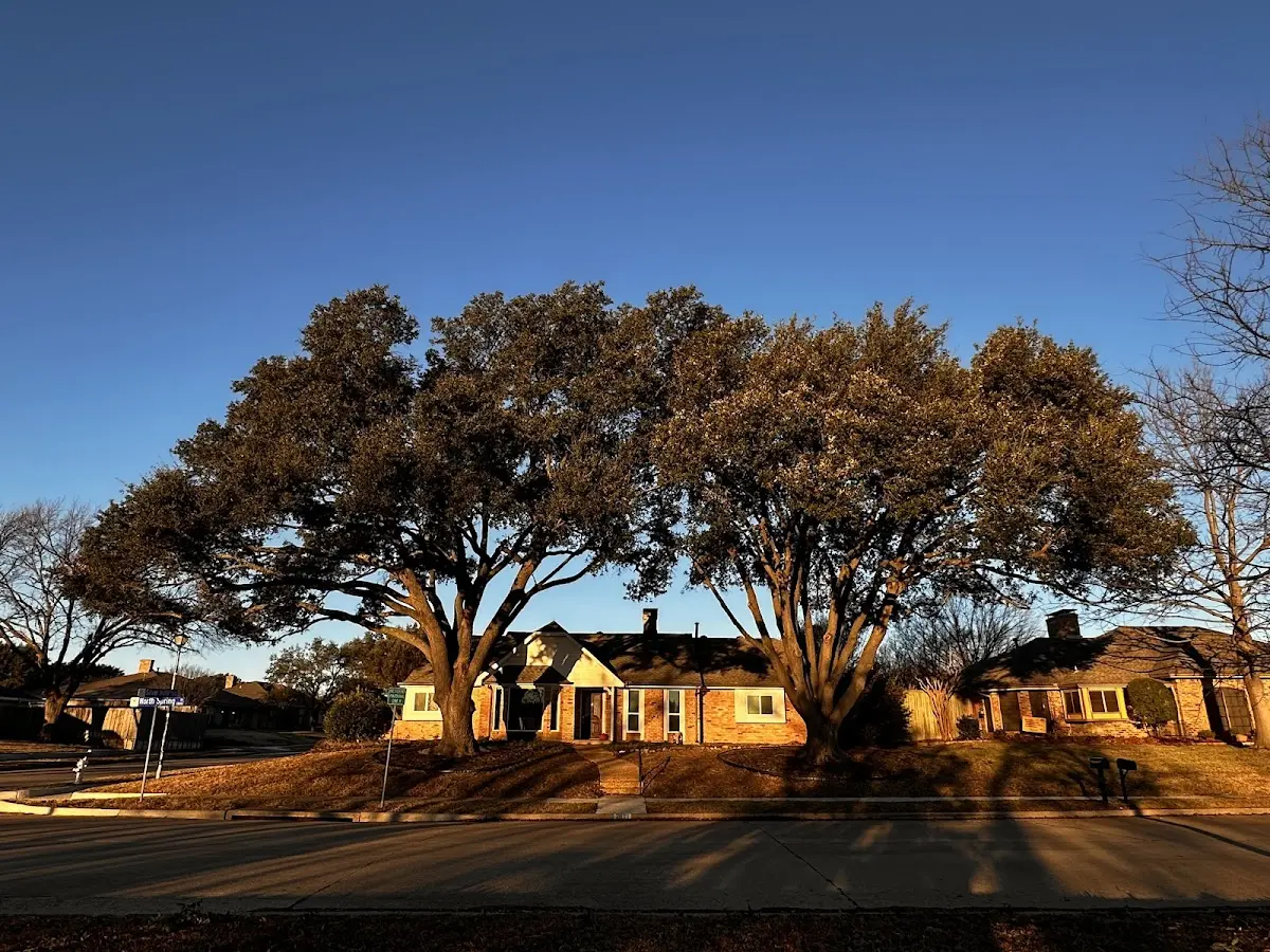 Established residential canopy tree shading a home in Buck Creek